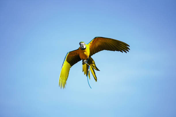 istock beautiful macaw bird flying sky in rural area 1486992312