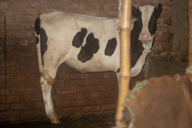 istock there is a black and white color cow standing 1486994879