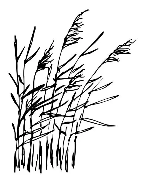 Vector illustration of Simple black outline vector drawing. Reed bush, nature and vegetation. Duck hunting. Sketch in ink.