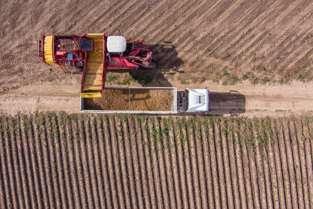 istock Agricultural potato combine harvester 1486995203