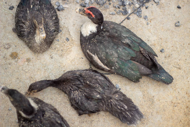 istock there are four duck is sitting on the soil 1486995255