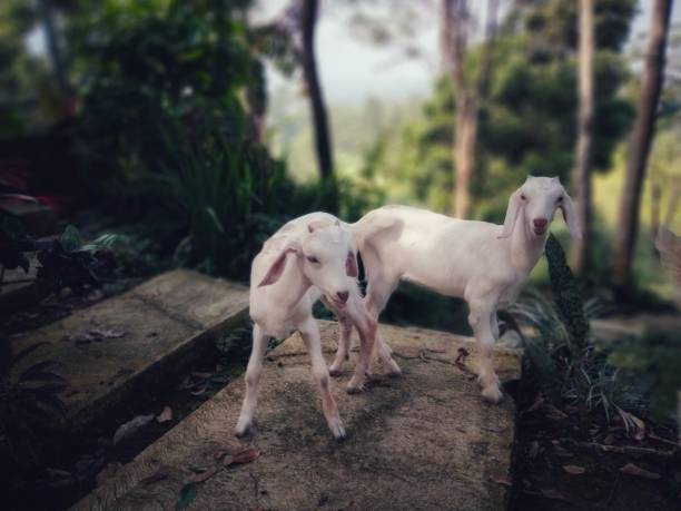 istock Two white color baby goats 1486997590