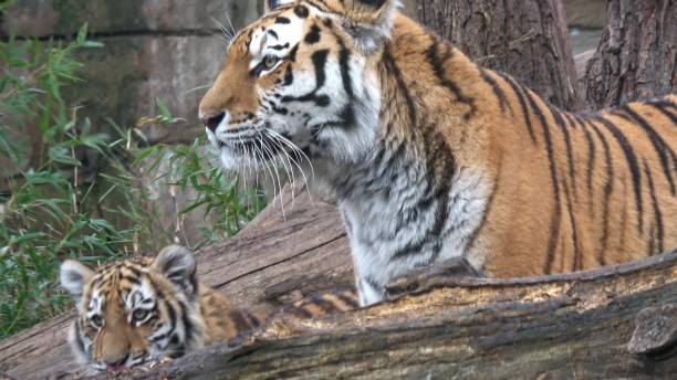 istock Siberian tiger, Panthera tigris altaica 1486997750