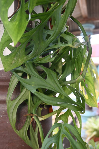 istock Monstera obliqua or Widow Bolong 1486998246