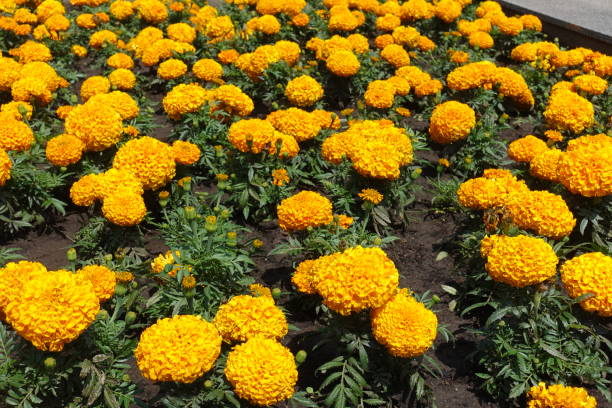 istock Orange flowers of Tagetes erecta in mid June 1487000160