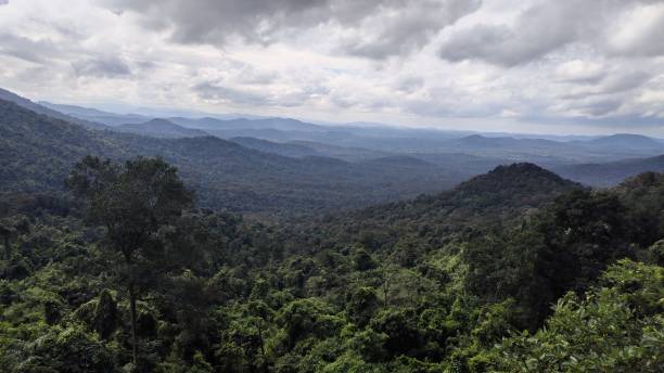 istock View of a forest from hills 1487001587