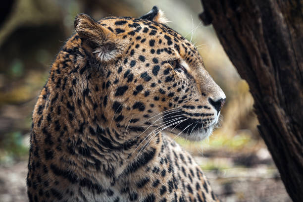 istock Persian leopard, Panthera pardus saxicolor 1487005785