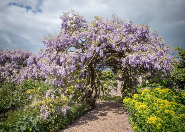 Ancient 125 Year Old Wisteria At Greys Court NT The ancient 125 year old Wisteria at Greys Court National Trust, Oxfordshire.

May 2017 wisteria frutescens stock pictures, royalty-free photos & images