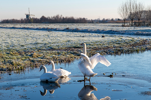View of three swans on the side of an ice hole, one spreading wings other two sitting on the ice, with frosted meadows and windmill in the background