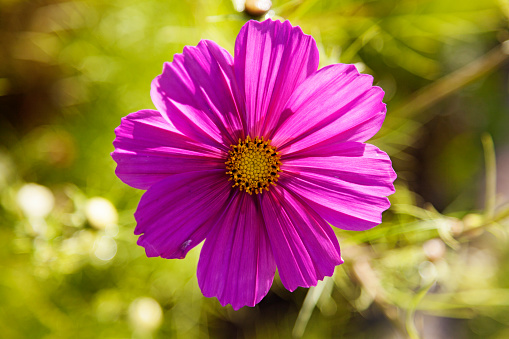Close-up of a purple - pink cosmos flower with more flower buds getting ready to open.