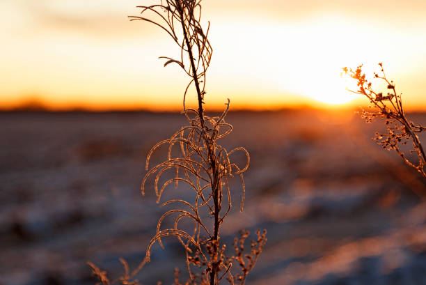 flores marchitas en primer plano, al fondo un campo con nieve y puesta de sol - norrland fotografías e imágenes de stock