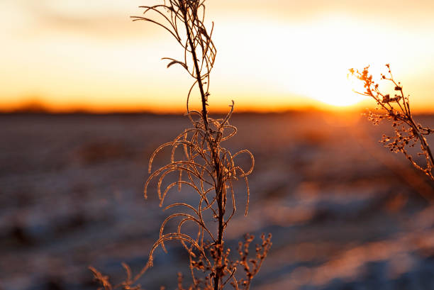 zwiędłe kwiaty na pierwszym planie, w tle pole ze śniegiem i zachodem słońca - norrland zdjęcia i obrazy z banku zdjęć