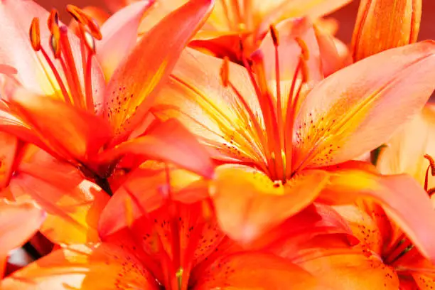 orange flowers in sunlight changing in different shades of colors