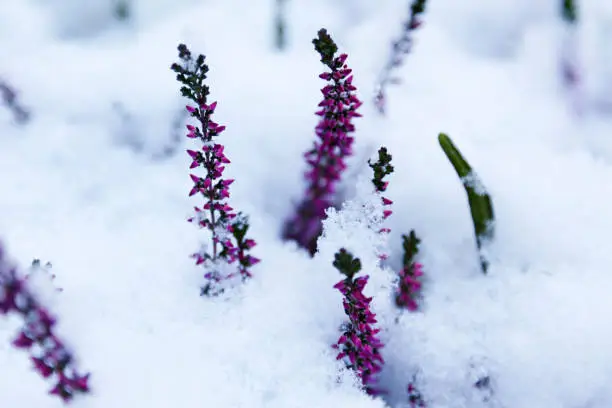pink little flowers emerging from the snow