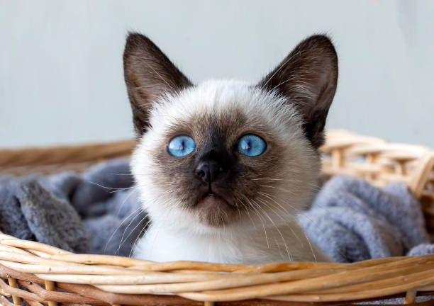 istock Cute kitten siamese cat indoor 1487007382