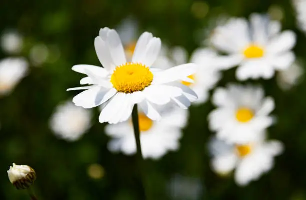 a daisy blowing in the wind