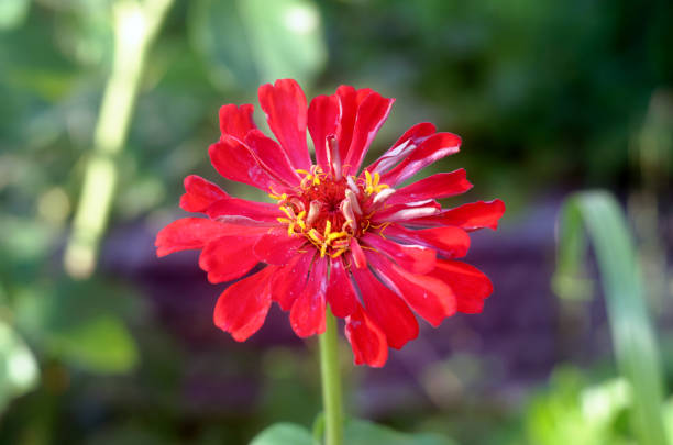 istock zinnia blossom, red flower close-up 1487007468