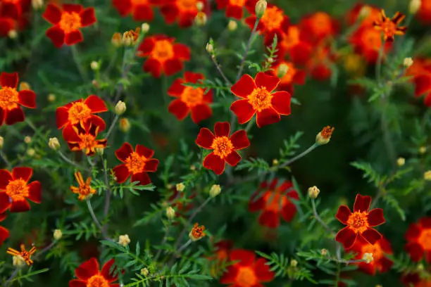 many small red and orange flowers in a sea of green