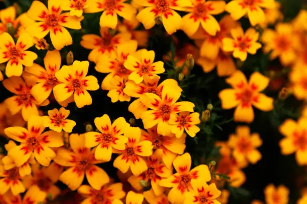 small yellow and orange flowers among green leaves