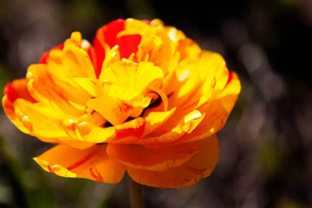 very beautiful yellow, red and orange flower in close up