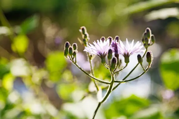 beautiful and fragile light purple flower in summer meadow