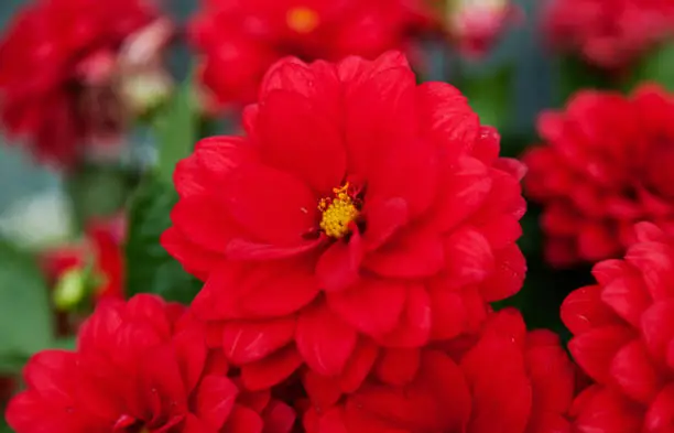 intense red color of flower with yellow in the middle