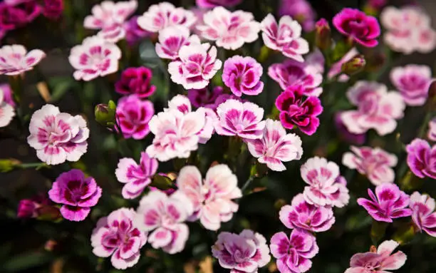 small beautiful flowers in different shades of pink