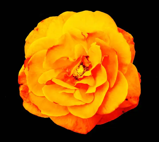 orange and yellow flower on black background