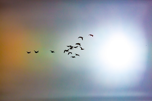 A silhouette of a flock of birds soaring through a multicolored sky