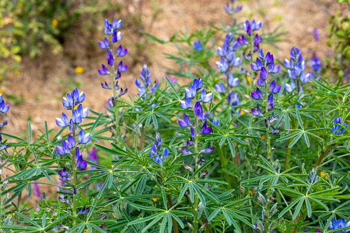 Close up of a blue annual wild lupin lupinus angustifolius growing in a field spreading by seed capsule adds color to the late winter landscape. Natural unfocused background.