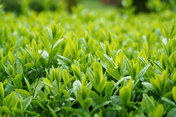 istock green leaves in the rain 1487007847