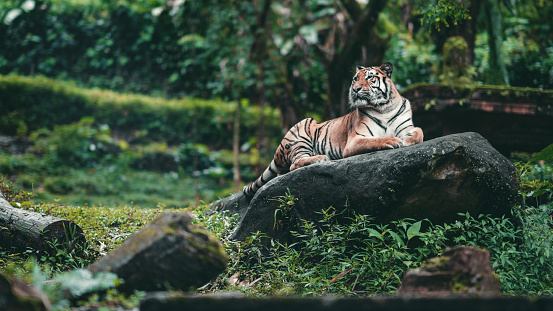 Siberian Tiger sit on the rock