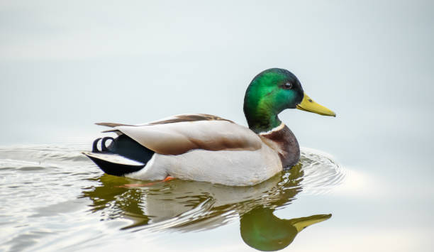 istock Mallard duck, male, swimming on the with a visible reflection in the water surface 1487009552