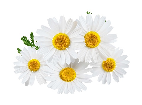 Camomile flower with leaf isolated on white background