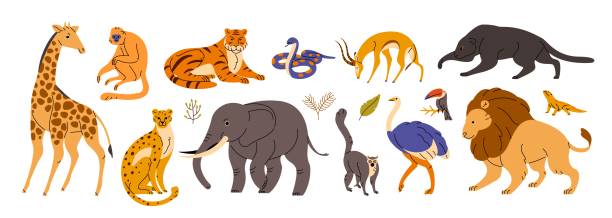 dzikie zwierzęta sawanny ustawione. tropikalne siedliska sawanny i dżungli. afrykańskie zoo dla dzieci. żyrafa, słoń, tygrys, małpa, lew, gepard i struś. płaskie ilustracje wektorowe izolowane na białym tle - tiger lion leopard cartoon stock illustrations