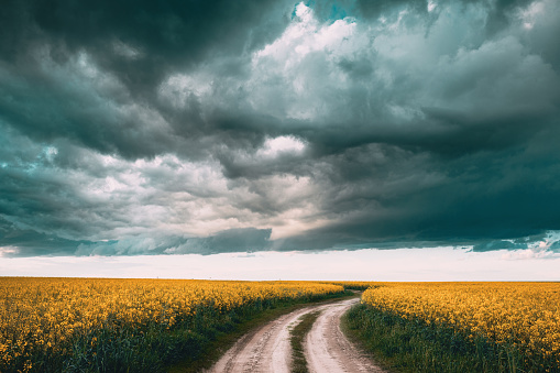 Dark Dramatic Rain Cloudy Sky Above Spring Flowering Canola, Rapeseed, Oilseed Field Meadow Grass. Road In Spring Field Countryside Landscape. Blossom Of Canola Yellow Flowers Under Dramatic Dawn Sky.