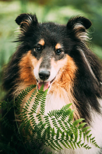 Amazing Playful Tricolour Collie, Funny Scottish Collie, Long-haired Collie, English Collie, Lassie Dog Outdoors In Summer Day In A Coniferous Pine Forest Background. Cute Beautiful Posing In Fern Thicket. Portrait. Black-and-tan And White Fur Color. increíble collie tricolor juguetón, collie escocés divertido, collie de pelo largo, collie inglés, perro lassie al aire libre en un día de verano en un fondo de bosque de pinos coníferos. lindo y hermoso collie posando en matorral de helechos. retrat