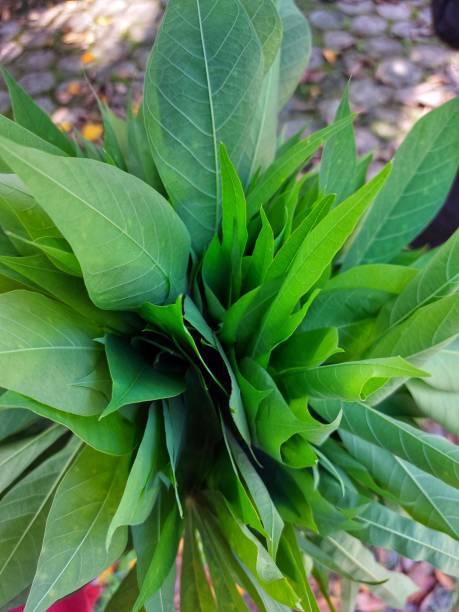 istock a bunch of cassava leaves 1487013083