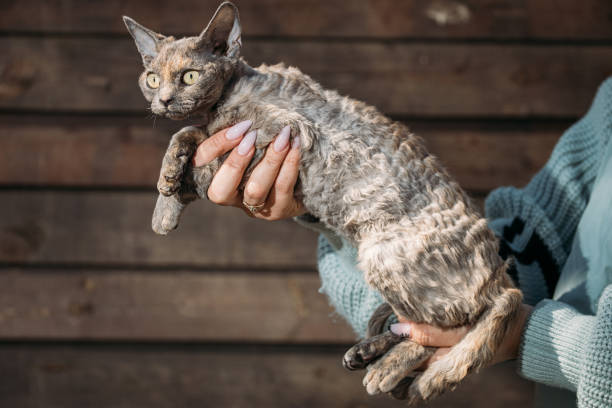 gato obediente devon rex com cor de pele cinza marrom sentar nas mãos. curioso, brincalhão, engraçado, bonito, bonito, gato devon rex. retrato de gatos. olhos de gato amarelos. incríveis animais de estimação felizes. conceito de amizade pet - courage domestic cat animal young animal - fotografias e filmes do acervo