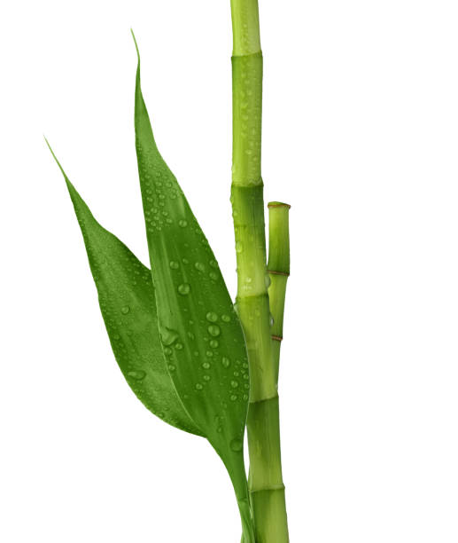대나무의 가지 흰색 배경에 고립. - bamboo shoot leaf bamboo green 뉴스 사진 이미지