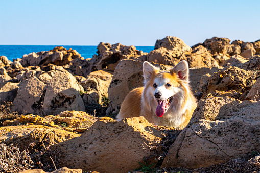 Corgi Pembroke dog having fun at the beach