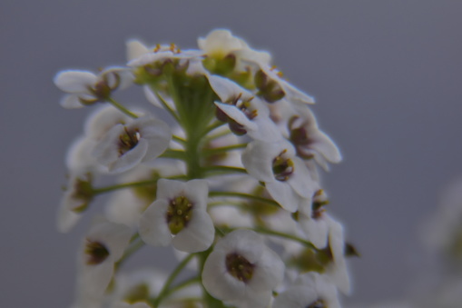 white honey flowers