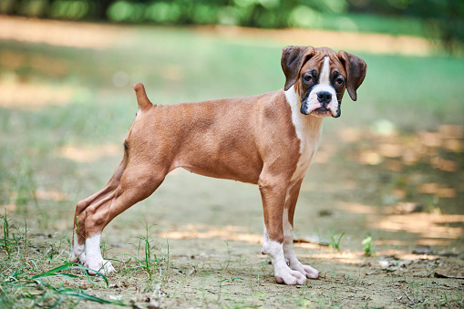 A female purebred English Bulldog sitting on a white background