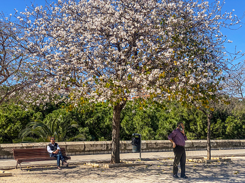 Valencia, Spain - March 15, 2023: Two men resting and seeking shade next to blossoming tree next to the Turia Garden. People like walking in the city and there are trees and benches all over it to rest and take a breath