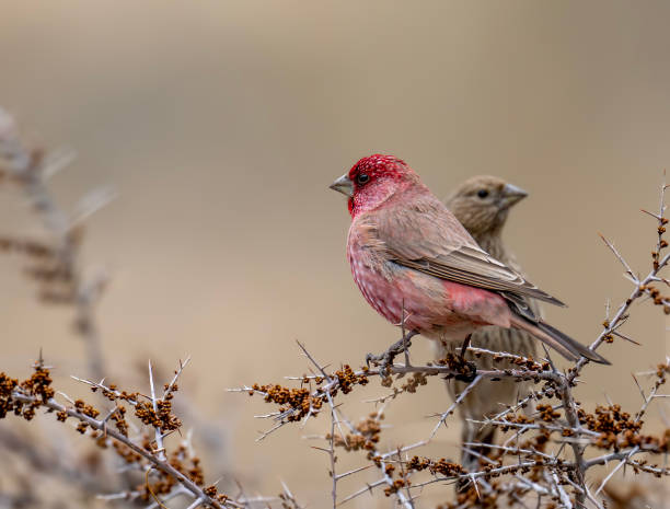istock Great Rose Finch pair on bush 1487020840