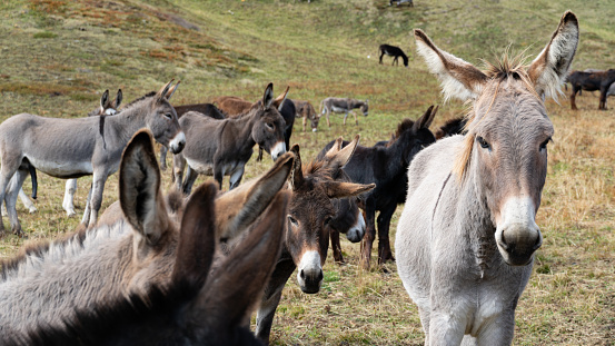 Donkeys in the Italian Dolomites mountains near Mount Marmolada