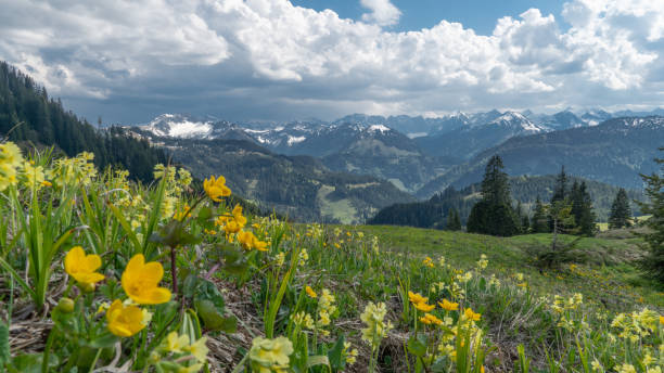 Beautiful flowers on a mountain meadow in Austria