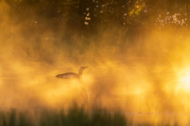 istock Loon in a misty pond in morning light 1487022871