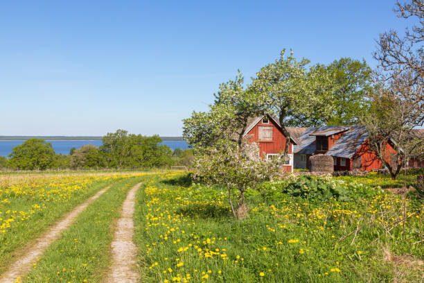 istock Dirt road on the meadow at a farm 1487022953