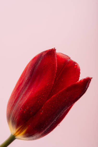 istock Red tulip in water drops close up against pink background 1487022977